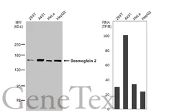 Anti-Desmoglein 2 antibody [N1N2], N-term used in Western Blot (WB). GTX102508