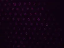 Anti-Dishevelled 3 antibody [N1N2], N-term used in  (). GTX102509