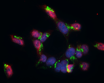 Anti-GABA B Receptor 1 antibody [N2C1], Internal used in Immunocytochemistry/ Immunofluorescence (ICC/IF). GTX102511