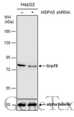 Anti-Grp78 antibody [C2C3], C-term used in Western Blot (WB). GTX102567