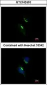 Anti-PRPS1 antibody used in Immunocytochemistry/ Immunofluorescence (ICC/IF). GTX102570