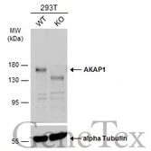 Anti-AKAP1 antibody [C2C3], C-term used in Western Blot (WB). GTX102578