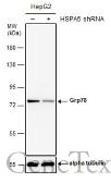 Anti-Grp78 antibody [N2C1], Internal used in Western Blot (WB). GTX102580