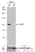 Anti-CD71 antibody [N2C1], Internal used in Western Blot (WB). GTX102596