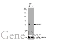 Anti-MTMR2 antibody [C1C3] used in Western Blot (WB). GTX102633
