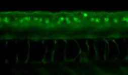 Anti-ERR gamma antibody used in IHC (Whole mount) (IHC-Wm). GTX102664