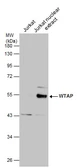 Anti-WTAP antibody used in Western Blot (WB). GTX102708