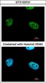 Anti-WTAP antibody used in Immunocytochemistry/ Immunofluorescence (ICC/IF). GTX102721