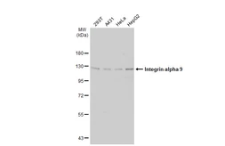 Anti-Integrin alpha 9 antibody [N1N2], N-term used in Western Blot (WB). GTX102728