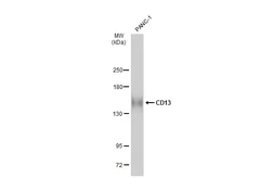 Anti-CD13 antibody used in Western Blot (WB). GTX102788
