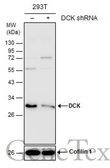Anti-DCK antibody used in Western Blot (WB). GTX102800