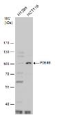 Anti-PDE4B antibody used in Western Blot (WB). GTX102845