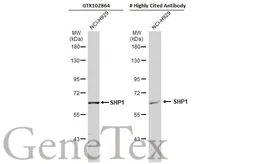 Anti-SHP1 antibody used in Western Blot (WB). GTX102864