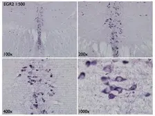 Anti-EGR2 antibody used in IHC (Frozen sections) (IHC-Fr). GTX102912