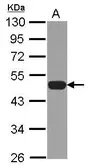 Anti-NCF1 antibody used in Western Blot (WB). GTX102957