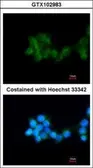 Anti-BHMT antibody [N3C3] used in Immunocytochemistry/ Immunofluorescence (ICC/IF). GTX102983