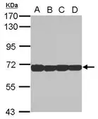 Anti-STIP1 antibody used in Western Blot (WB). GTX103019