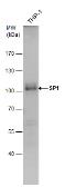 Anti-SP1 antibody used in Western Blot (WB). GTX103031