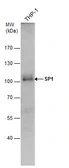 Anti-SP1 antibody used in Western Blot (WB). GTX103031
