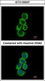Anti-BHMT antibody used in Immunocytochemistry/ Immunofluorescence (ICC/IF). GTX103037