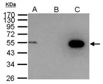 Anti-Cyclin A2 antibody used in Immunoprecipitation (IP). GTX103042