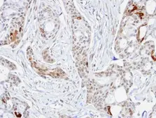 Anti-STIP1 antibody used in IHC (Paraffin sections) (IHC-P). GTX103068