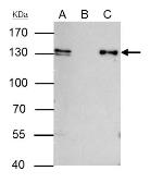 Anti-MCM2 antibody [N1N2], N-term used in Immunoprecipitation (IP). GTX103071