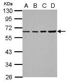 Anti-TR2 antibody used in Western Blot (WB). GTX103091