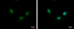Anti-NTH1 antibody used in Immunocytochemistry/ Immunofluorescence (ICC/IF). GTX103180
