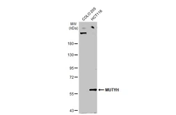 Anti-MUTYH antibody [N3C3] used in Western Blot (WB). GTX103185