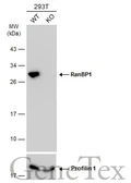 Anti-RanBP1 antibody [N1C3] used in Western Blot (WB). GTX103192