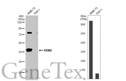 Anti-RRM2 antibody [N1C1] used in Western Blot (WB). GTX103193