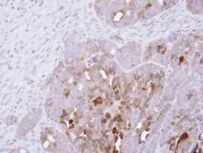 Anti-PAI2 antibody used in IHC (Paraffin sections) (IHC-P). GTX103194