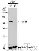 Anti-GRP94 antibody [N1N3] used in Western Blot (WB). GTX103203