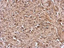 Anti-TrxR1 antibody used in IHC (Paraffin sections) (IHC-P). GTX103207