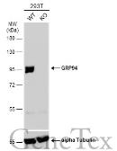 Anti-GRP94 antibody used in Western Blot (WB). GTX103232