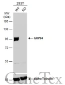 Anti-GRP94 antibody used in Western Blot (WB). GTX103232