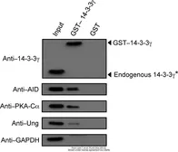 Anti-UNG antibody used in Western Blot (WB). GTX103236