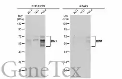 Anti-BIN1 antibody used in Western Blot (WB). GTX103259