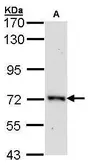 Anti-ORC2 antibody [N3C2], Internal used in Western Blot (WB). GTX103280
