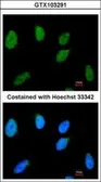 Anti-RAD54B antibody used in Immunocytochemistry/ Immunofluorescence (ICC/IF). GTX103291