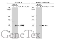 Anti-NRF2 antibody [N2C2], Internal used in Western Blot (WB). GTX103322
