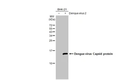 Anti-Dengue virus Capsid protein antibody used in Western Blot (WB). GTX103343