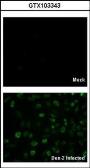 Anti-Dengue virus Capsid protein antibody used in Immunocytochemistry/ Immunofluorescence (ICC/IF). GTX103343