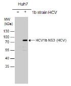 Anti-Hepatitis C virus NS3 protein antibody used in Western Blot (WB). GTX103356