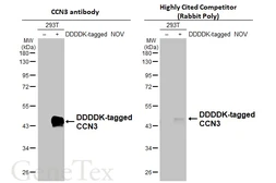 Anti-CCN3 antibody used in Western Blot (WB). GTX103377