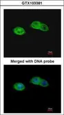 Anti-RISC antibody [N3C3] used in Immunocytochemistry/ Immunofluorescence (ICC/IF). GTX103381