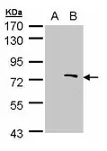 Anti-BS69 antibody used in Western Blot (WB). GTX103403