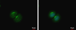 Anti-PCOLCE2 antibody used in Immunocytochemistry/ Immunofluorescence (ICC/IF). GTX103410