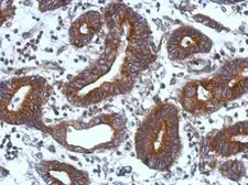 Anti-TIE1 antibody used in IHC (Paraffin sections) (IHC-P). GTX103429
